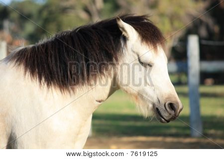 sovende hest