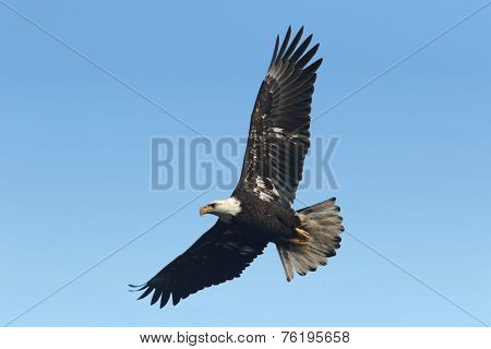 Bald Eagle (haliaeetus Leucocephalus)