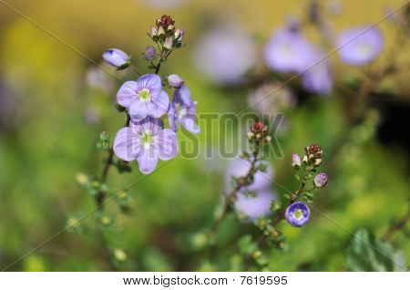 ดอกไม้เล็ก ๆ สีน้ำเงิน Comosa เวโรนิกา