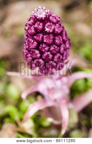 butterbur