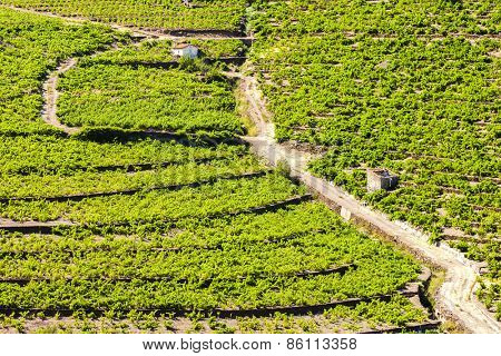 vineyard on Cote Vermeille near Port-Vendres, Languedoc-Roussillon, France