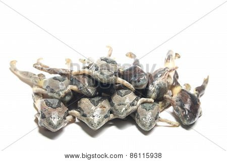 the thailand frog