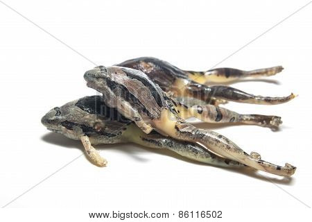 thailand frog