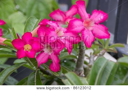 Desert Rose