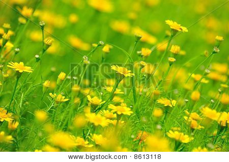 the yellow flowers