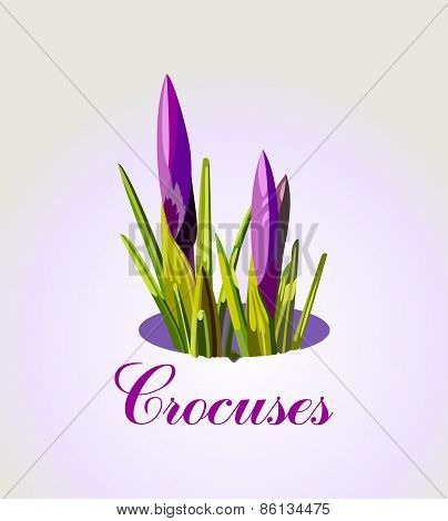 crocuses