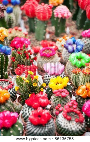 cactus