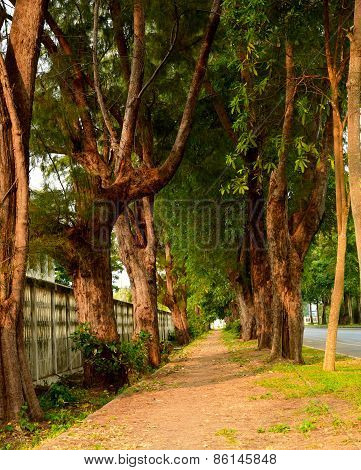 trees