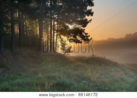 Foggy Morning On Polish Meadow