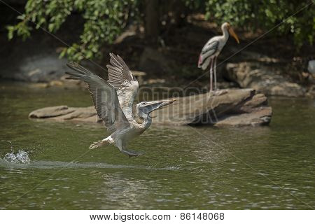 Grey Pelican or Spot Billed Pelican