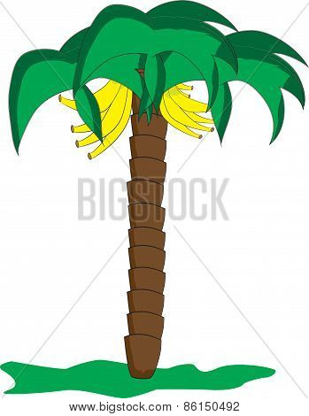Palm banana illustration