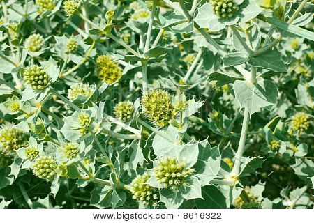 とげのある草の雑草