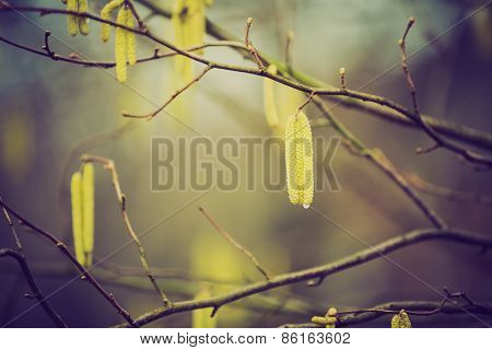 Vintage Photo Of Hazelnuts Catkins