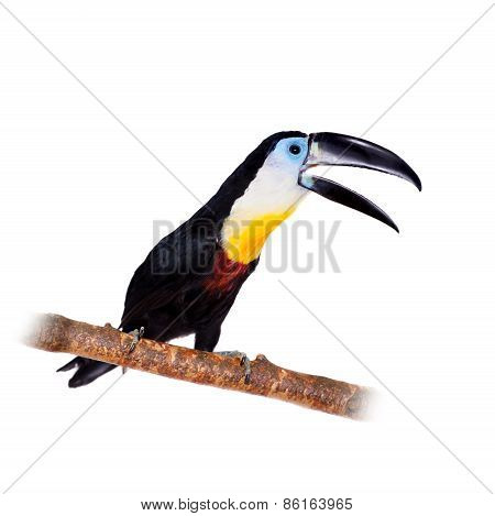 Channel-billed Toucan Isolated On White
