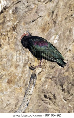Northern Bald Ibis