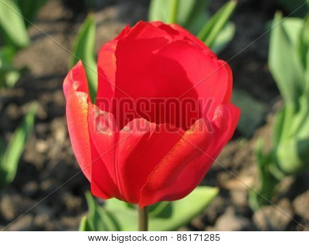 tulip