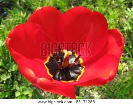 tulip