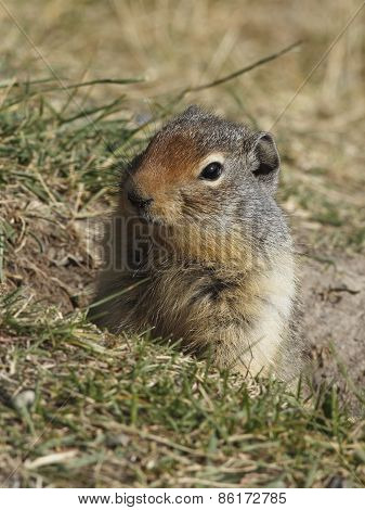 Columbian Ground Squirrel Peering Out Of Its Burrow - Banff, Canada