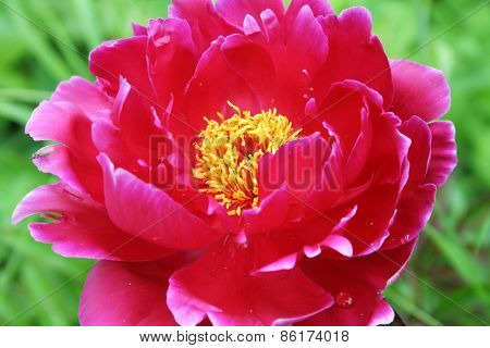 Wild Flower