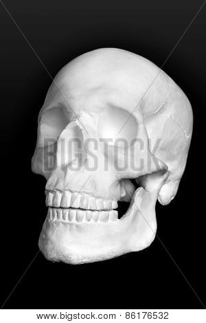 Human skull isolated