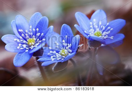 First Spring Flowers Hepatica