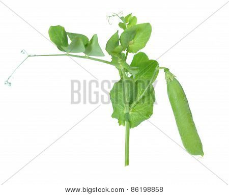 Sugar Pea Pod