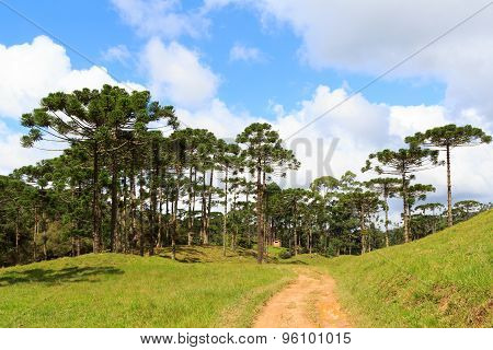 Araucaria Angustifolia ( Brazilian Pine) Forest, Brazil