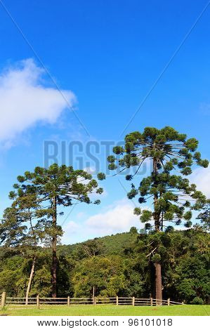 Araucaria Angustifolia (brazilian Pine), Brazil