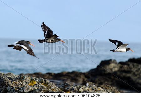 Pied Oystercatche