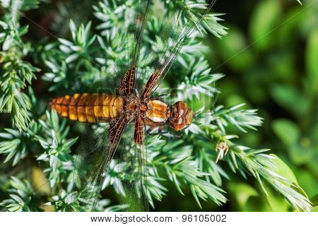 beautiful dragonfly on softwood branch. close