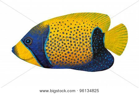 Blue-girdled Angelfish (pomacanthus Navarchus)