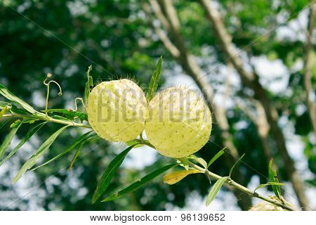 Swan Plant