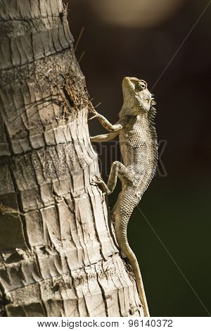 Oriental Garden Lizard In Pottuvil, Sri Lanka