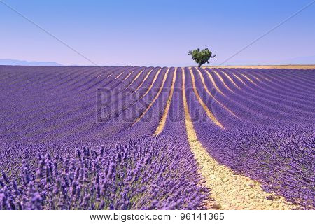 Plateau Valensole, Provence: Lavender Field