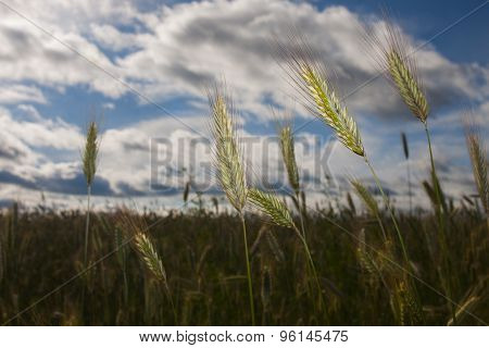 ears of rye on field