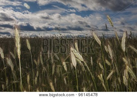 ears of rye on field