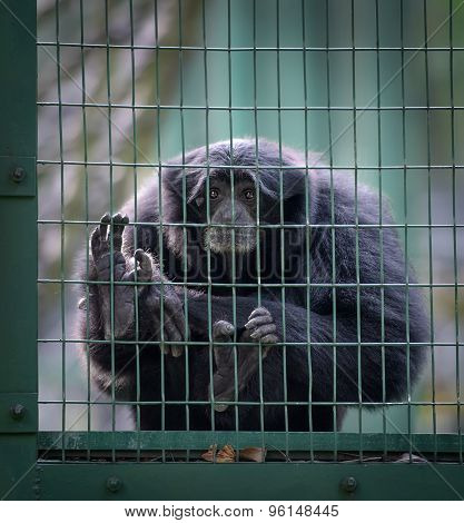 Siamang Monkey In A Cell