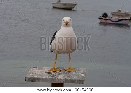 Courious Seagull