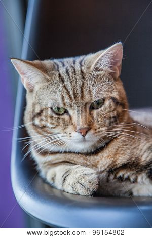 Cute Tabby Kitten