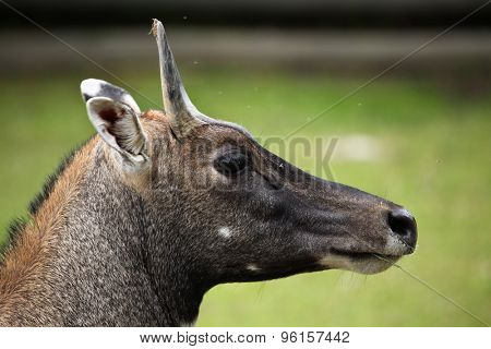 Nilgai (Boselaphus tragocamelus), also known as the nilgau or blue bull. Wildlife animal. 