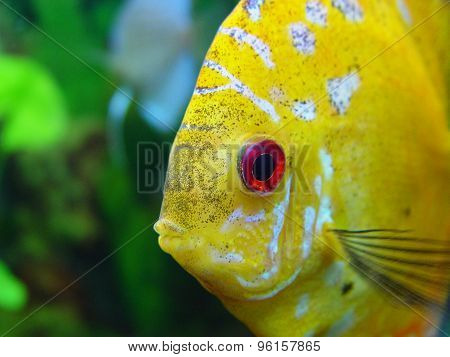Fish discus