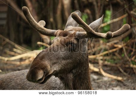 Moose (Alces alces), also known as the elk. Wild life animal. 