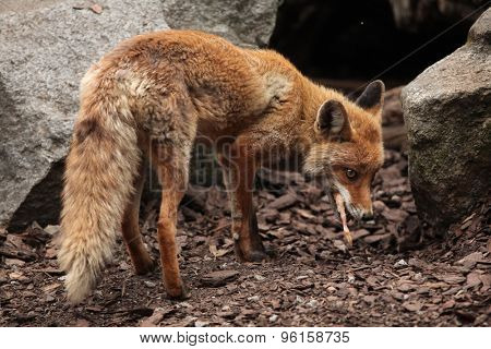 Red fox (Vulpes vulpes) eating chicken. Wild life animal. 