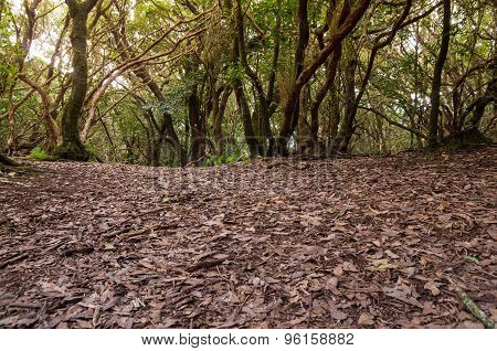 Laurel Forest