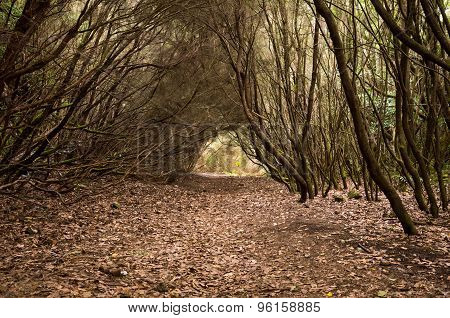 Laurel Forest