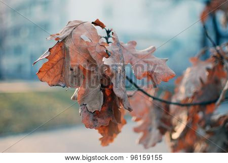 oak in cold day