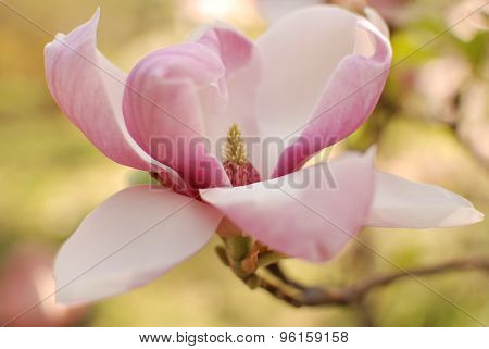 Magnolia fower blossoms