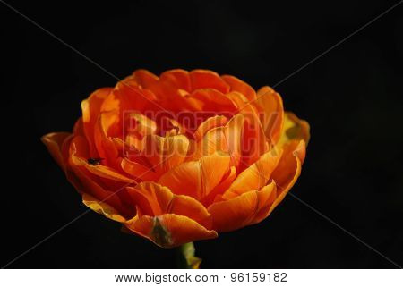 Orange tulip