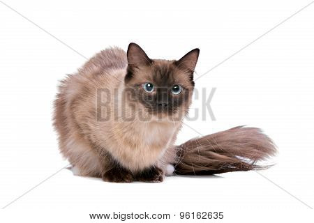 Brown Ragdoll Cat