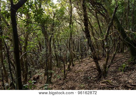 Laurel Forest